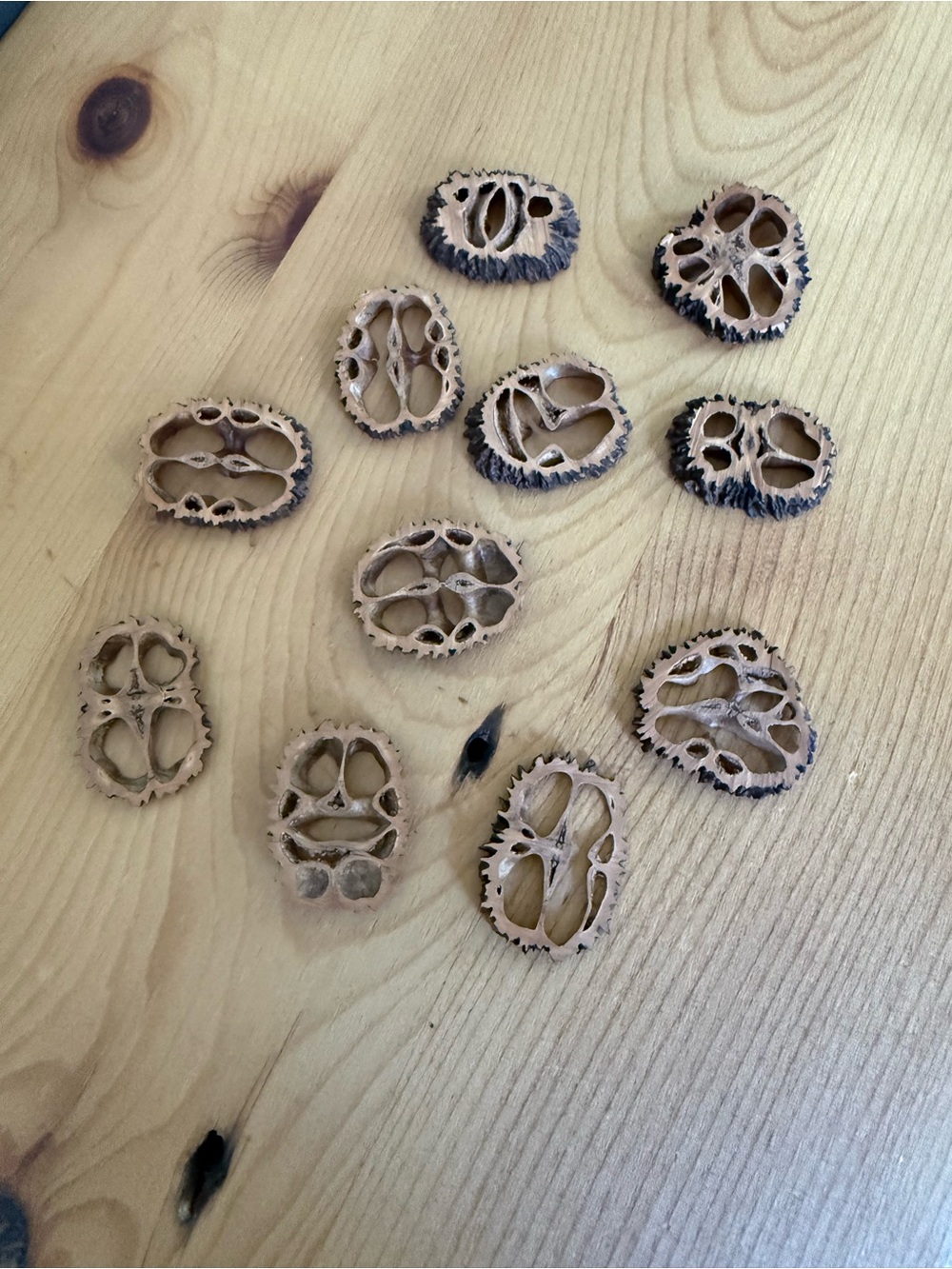 (11) Natural Decorative Walnut Shell Slices - Light Brown with Dark Edges